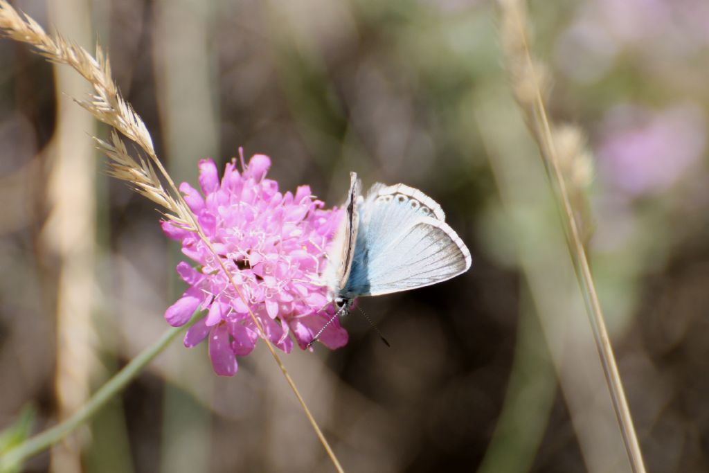 Polyommatus (Lysandra) coridon